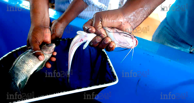 La 2e édition de la foire agricole internationale de Libreville s’ouvre ce jeudi