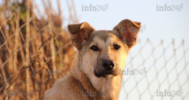 CBD pour chien : quels sont les bienfaits ?