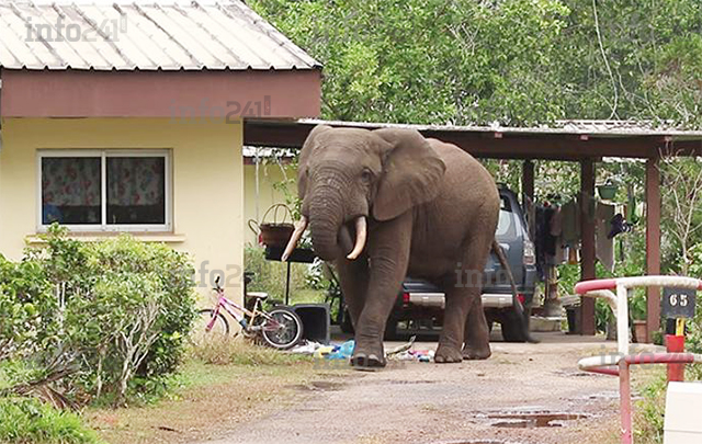 Conservation Justice et Space for Giants s’allient pour atténuer le conflit homme-faune au Gabon