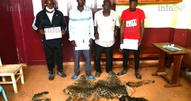 Oyem : 4 braconniers présumés arrêtés avec des pointes d’ivoire et des peaux de panthère