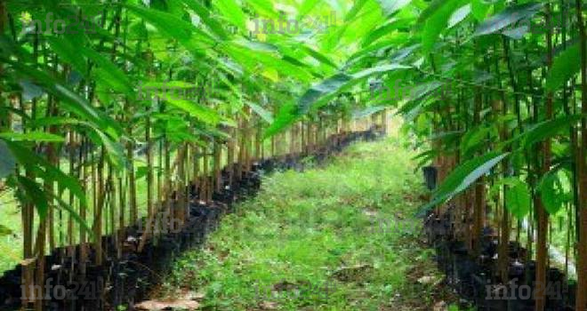 BVMAC : introduction de Siat Gabon à minima