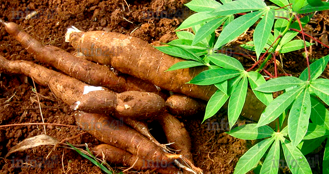 Economie locale&nbsp;: Ndéndé bientôt pourvue d'une usine de transformation de manioc