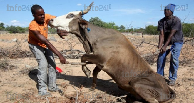 Zimbabwe : les récoltes réduites à néant par la sécheresse