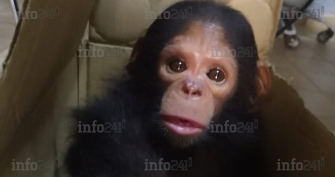 Un bébé chimpanzé sauvé des griffes de deux trafiquants d’espèces protégées à Port-Gentil