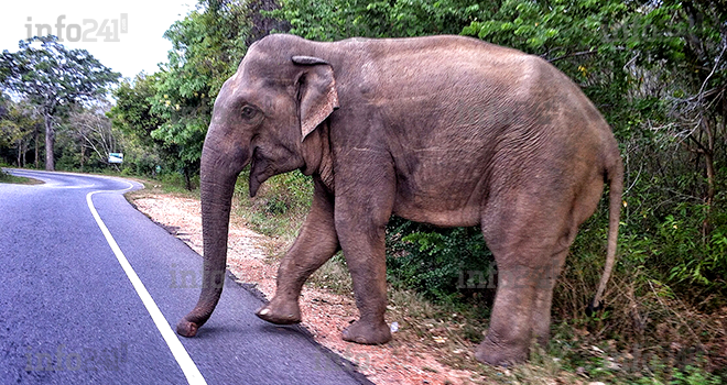 Un éléphant agresse et tue un chasseur près de Ndendé