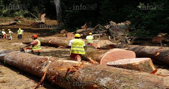 Semestre 2013 : résultats déficitaires pour Rougier Gabon 