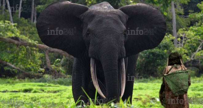 Kango : Attaquée par un éléphant en furie, une gabonaise l’implore la vie sauve et... il accepte !