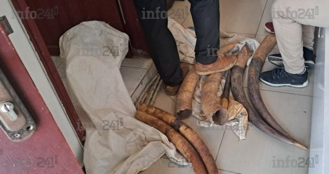 Trafic d’ivoire au Gabon&nbsp;: Encore deux individus arrêtés en flagrant délit à Lambaréné