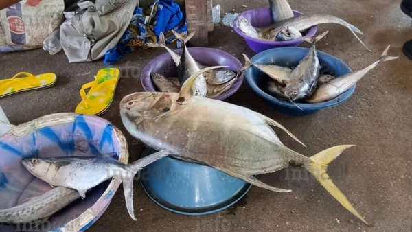Cameroun/UE&nbsp;: tous les produits de pêche camerounais désormais interdits en Europe