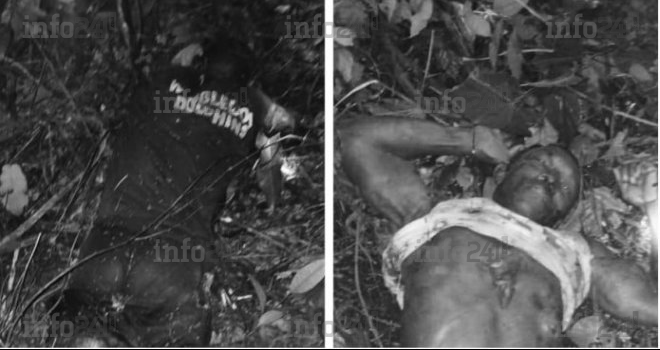 Gabon&nbsp;: Deux villageois tués et éventrés par un éléphant sur leur plantation à Ngowé
