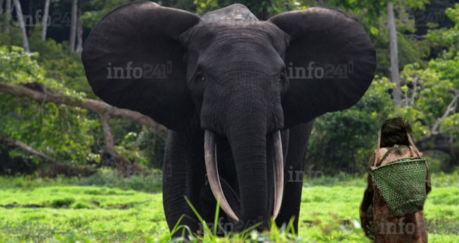 Kango&nbsp;: Attaquée par un éléphant en furie, une gabonaise l’implore la vie sauve et... il accepte&nbsp;!