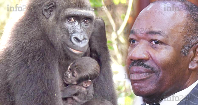 Ali Bongo se réjouit de la naissance d’un bébé gorille mais indifférent au drame de Mouila