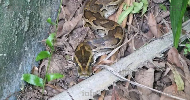 Un python de plusieurs mètres rend visite au ministre gabonais des Eaux et forêts Lee White