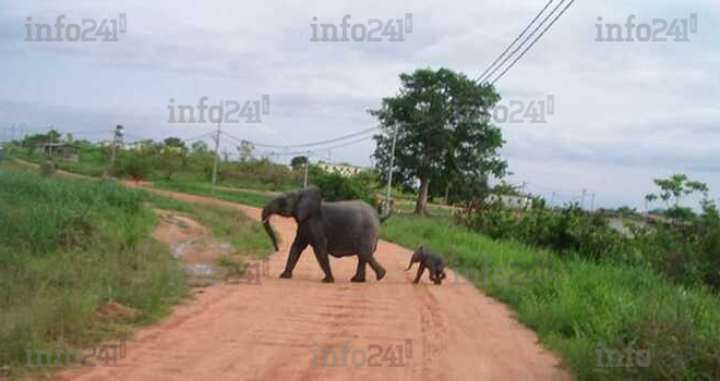 Après 6 ans d’attente, le Gabon octroie 3,55 milliards aux victimes du conflit homme-faune