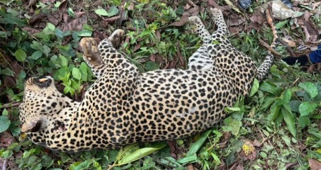 Fin du cauchemar à Ndangui&nbsp;: La panthère tueuse d’un chef de village éliminée lors d’une battue