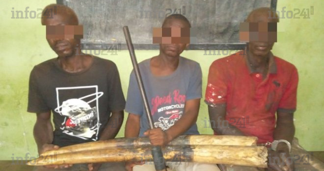 Opération anti-trafic d’ivoire à Booué&nbsp;: Trois trafiquants appréhendés avec leur butin