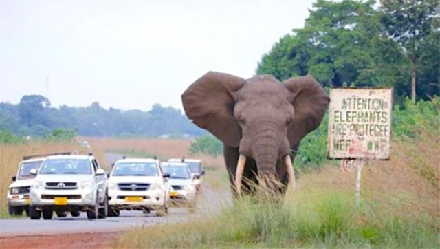 Le Gabon se donne 3 jours pour repenser la gestion du conflit homme-éléphant