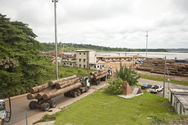 Sept compagnies forestières épinglées pour exploitation illégale au Gabon 