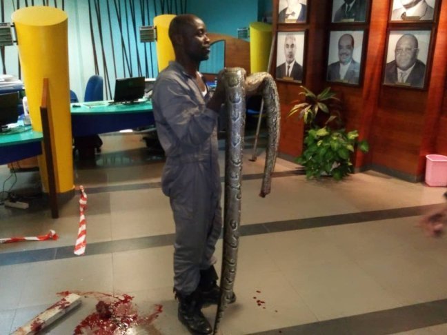 Un python de plusieurs mètres s’invite dans les locaux de la CNSS à Libreville