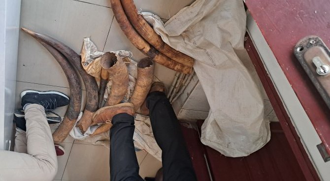 Trafic d’ivoire au Gabon&nbsp;: Encore deux individus arrêtés en flagrant délit à Lambaréné
