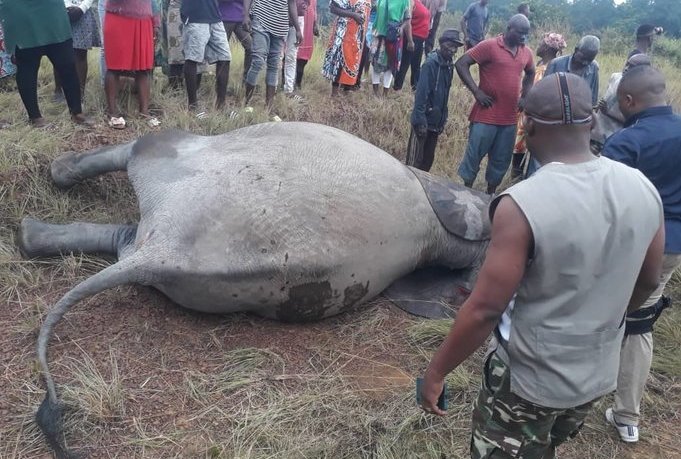 Guidouma&nbsp;: les images de la grave collision mortelle entre un éléphant et un véhicule 