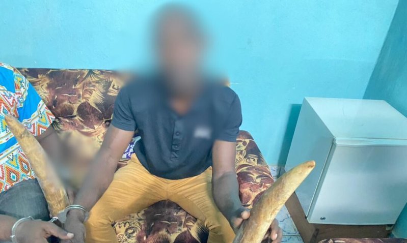 Mitzic&nbsp;: Deux trafiquants d’ivoire mis aux arrêts par la police gabonaise